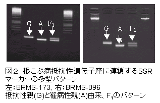 図2 根こぶ病抵抗性遺伝子座に連鎖するSSR マーカーの多型パターン