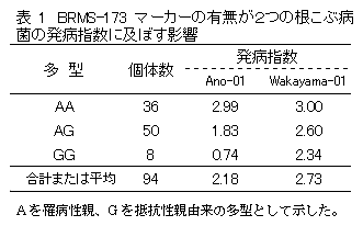 表1 BRMS-173 マーカーの有無が2つの根こぶ病 菌の発病指数に及ぼす影響