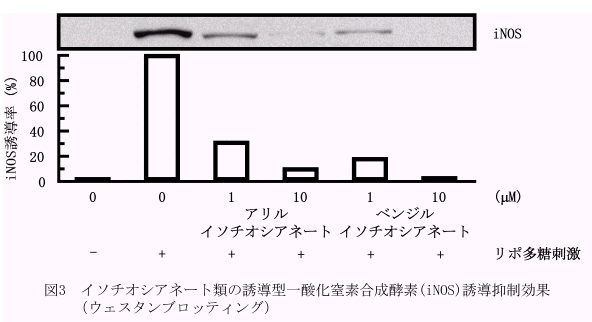 図3.イソチオシアネート類の誘導型一酸化窒素構成酵素(iNOS)誘導抑制効果