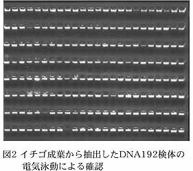 図2 イチゴ成葉から抽出したDNA192 検体 の電気泳動による確認