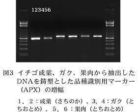 図3 イチゴ成葉、ガク、果肉から抽 出したDNA を鋳型とした品種 識別用マーカー(APX)の増幅