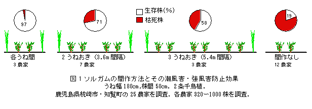 図1 ソルガムの間作方法とその潮風害・強風害防止効果