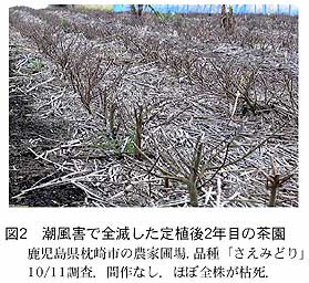 図2 潮風害で全滅した定植後2 年目の茶園