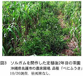 図3 ソルガムを間作した定植後2 年目の茶園