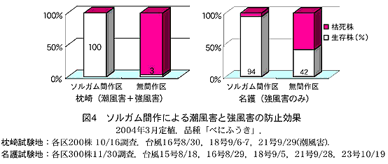 図4 ソルガム間作による潮風害と強風害の防止効果