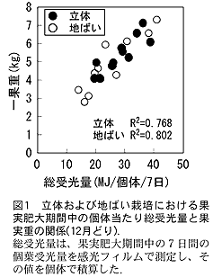 図1 立体および地ばい栽培における 果実肥大期間中の個体当たり総受光 量と果実重の関係(12 月どり).