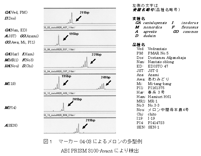 図1 マーカー04-03 によるメロンの多型例