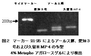 図2 マーカー21-25 によるアールス輝、愛知3 号および久留米MP-4 の多型 4% Metapho アガロースゲルにより検出