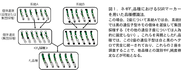 図1. ネギF1品種におけるSSR マーカーを用いた品種標識法.