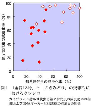 図1「金谷13 号」と「さきみどり」の交雑F1におけるクワシロ