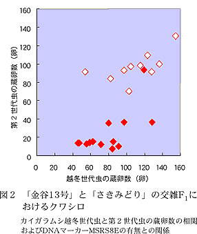 図2 「金谷13 号」と「さきみどり」の交雑F1におけるクワシロ