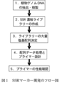 図1 SSR マーカー開発のフロー図