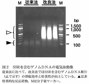 図2 SSR を含むゲノムDNAの電気泳動像