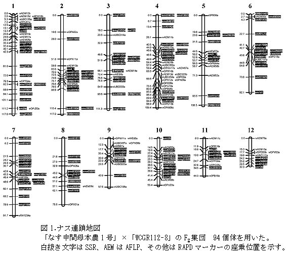 図1.ナスの連鎖地図