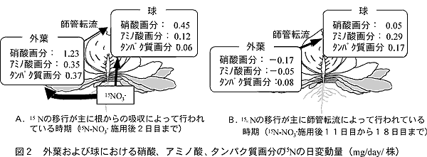 図2 外葉および球における硝酸、アミノ酸、タンパク質画分の15Nの日変動量