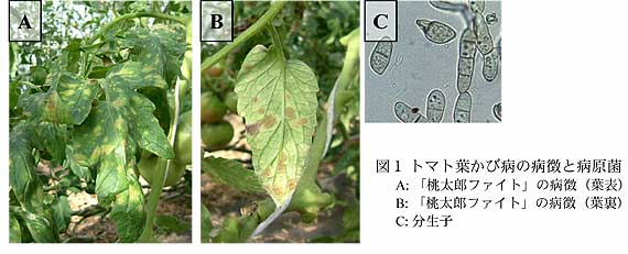 図1 トマト葉かび病の病徴と病原菌