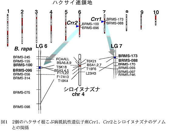 図1 2 個のハクサイ根こぶ病抵抗性遺伝子座Crr 1、Crr 2 とシロイヌナ ズナのゲノムとの関係