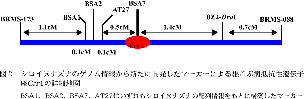 図2 シロイヌナズナのゲノム情報から新たに開発したマーカーによる 根こぶ病抵抗性遺伝子座Crr 1 の詳細地図