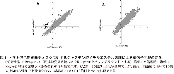 図1トマト催色期果肉ディスクに対するジャスモン酸メチルエステル処理による遺伝子発現の変化