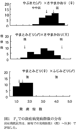 図1 F1 での炭疽病発病指数の分布