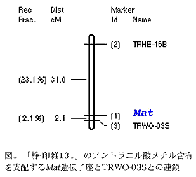 図1 「静-印雑131」のアントラニル酸メチル含 有を支配するMat遺伝子座とTRWO-03Sとの連鎖