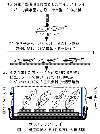 図1.炭疸病拡大抵抗性検定法の模式図