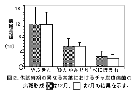 図2. 供試時期の異なる茶葉におけるチャ炭疸病菌の病斑形成.