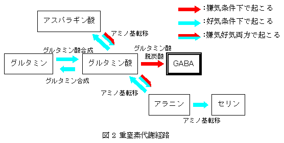 図2 重窒素代謝経路