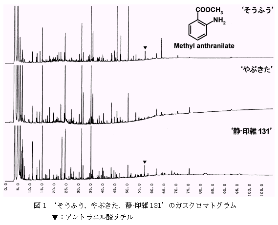 図1 'そうふう、やぶきた、静-印雑131'のガスクロマトグラム