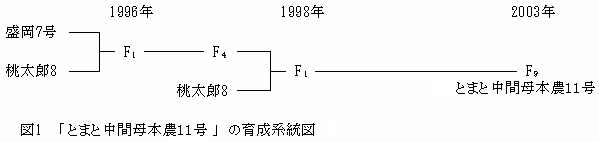 図1 「トマト安濃11号」の育成系統図