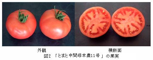 図2 「トマト安濃10号」の果実