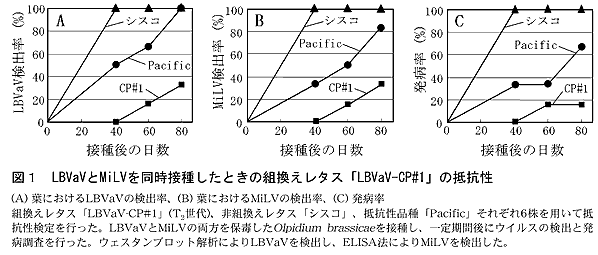 図1 LBVaVとMiLVを同時接種したときの組換えレタス「LBVaV-CP#1」の抵抗性