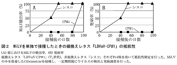 図2 MiLVを単独で接種したときの組換えレタス「LBVaV-CP#1」の抵抗性