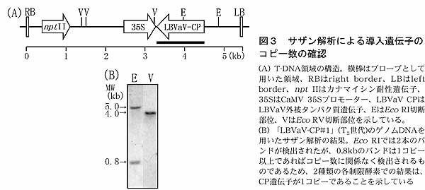 図3 サザン解析による導入遺伝子のコピー数の確認