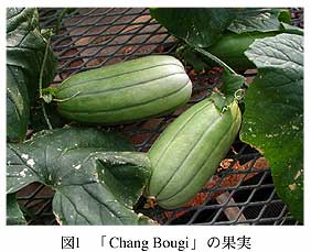 図1 「Chang Bougi」の果実