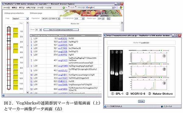 図2.VegMarksの連鎖群別マーカー情報画面(上)とマーカー画像データ画面(右)