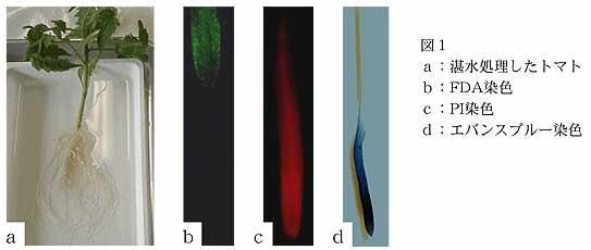 図1
a:湛水処理したトマト
b:FDA染色
c:PI染色
d:エバンスブルー染色
