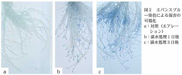 図2 エバンスブルー染色による湿害の可視化