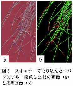 図3 スキャナーで取り込んだエバン
スブルー染色した根の画像(a)と処理画像(b)