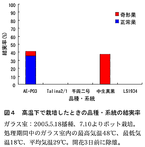 図4 高温下で栽培したときの品種・系統の結実率