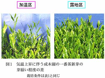 図1 気温上昇に伴う成木園の一番茶新芽の芽揃い程度の差