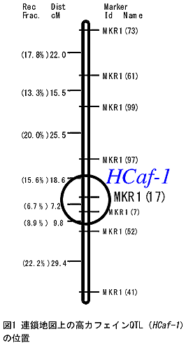 図1 連鎖地図上の高カフェインQTL(HCaf-1)の位置