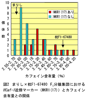 図2 まりし×枕F1-67480 F1分離集団におけるHCaf-1近傍マーカー(MKR1(17))とカフェイン含有量との関係