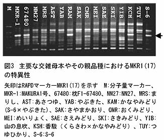 図3 主要な交雑母本やその親品種におけるMKR1(17)の特異性