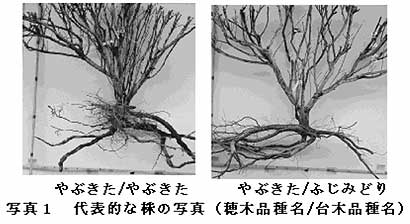 写真1 代表的な株の写真