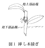 図1 挿し木接ぎ