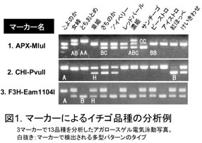 図1. マーカーによるイチゴ品種の分析例