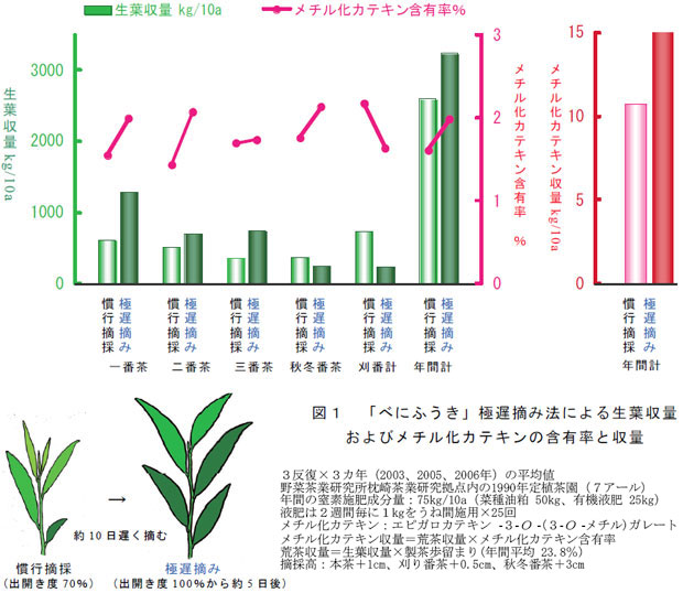 図1 「べにふうき」極遅摘み法による生葉収量およびメチル化カテキンの含有率と収量