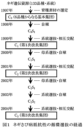 図1 ネギさび病抵抗性の循環選抜の経過
