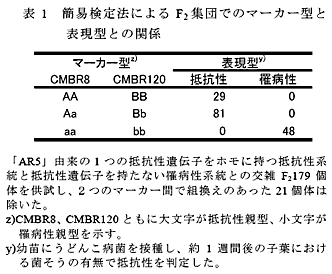 表1 簡易検定法によるF2 集団でのマーカー型と表現型との関係